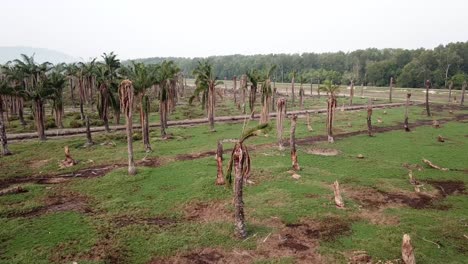 Drying-palm-trees-in-the-plantation-at-Penang,-Malaysia.
